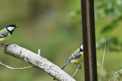 Mésange charbonnière