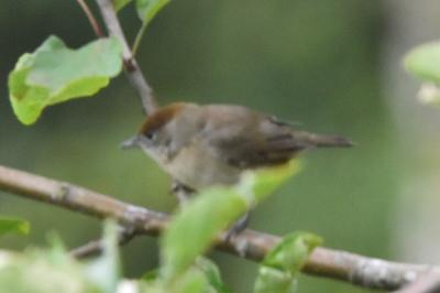 Fauvette à tête noire