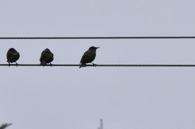 Étourneau sansonnet