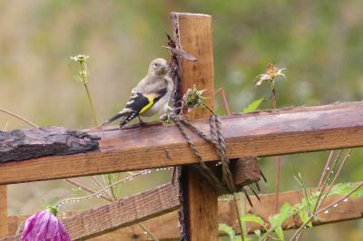 Chardonneret élégant