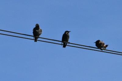 Étourneau sansonnet