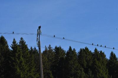 Étourneau sansonnet