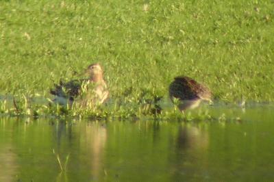 Chevalier combattant