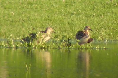 Chevalier combattant