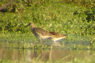 Chevalier combattant