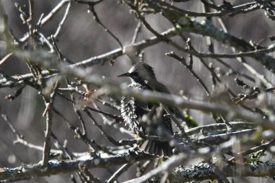 Étourneau sansonnet