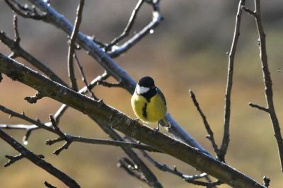 Mésange charbonnière