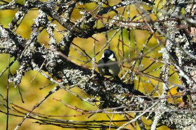 Mésange charbonnière