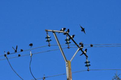 Étourneau sansonnet