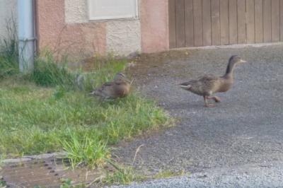 Canard colvert