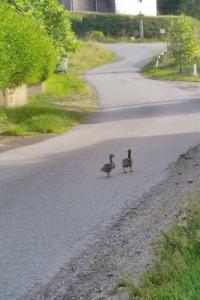 Canard colvert