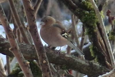 Pinson des arbres