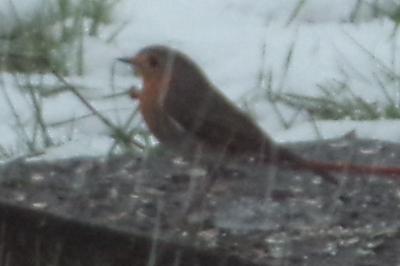 Erithacus rubecula