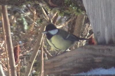 Mésange charbonnière