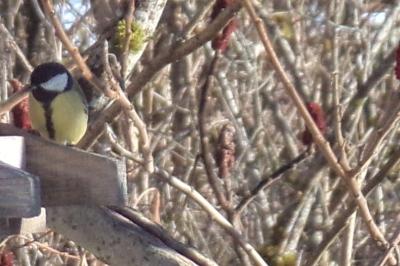 Mésange charbonnière