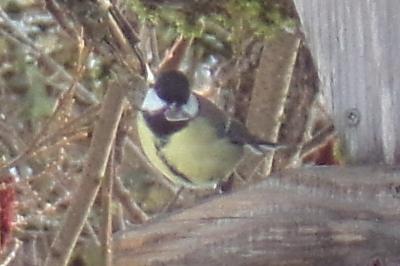 Mésange charbonnière