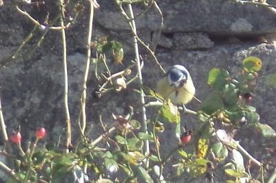 Cyanistes caeruleus