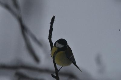 Mésange charbonnière