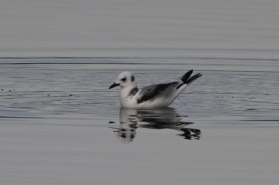 Mouette tridactyle