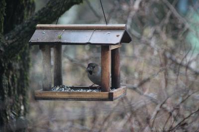 Grosbec casse-noyaux
