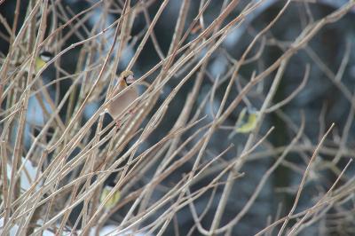 Grosbec casse-noyaux