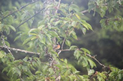 Rougequeue à front blanc