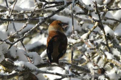 Grosbec casse-noyaux