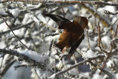 Grosbec casse-noyaux