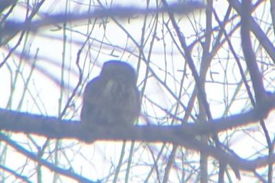 Chouette chevêchette