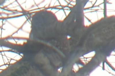 Chouette chevêchette