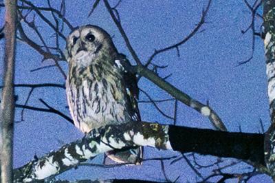 Chouette hulotte