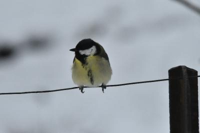 Mésange charbonnière