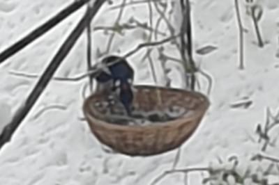 Pic épeiche