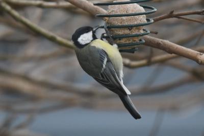 Mésange charbonnière