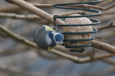 Mésange bleue