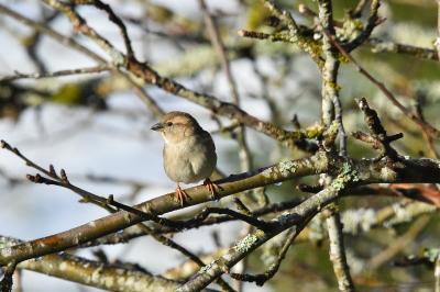 Moineau domestique