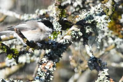 Mésange nonnette