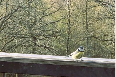Mésange bleue