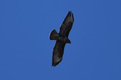 Buse variable