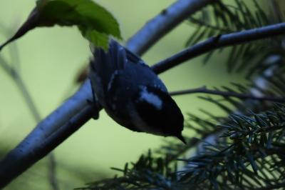 Mésange noire