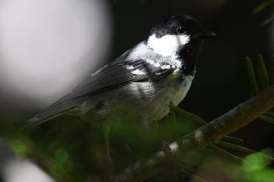 Mésange noire
