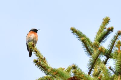 Phoenicurus phoenicurus