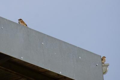 Moineau domestique