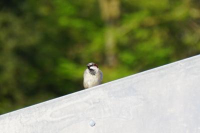 Moineau domestique