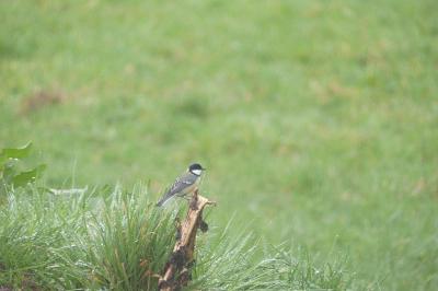 Mésange charbonnière