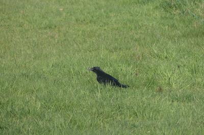 Corbeau freux