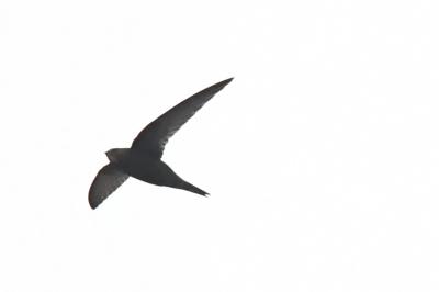 Martinet noir