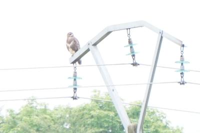 Buse variable