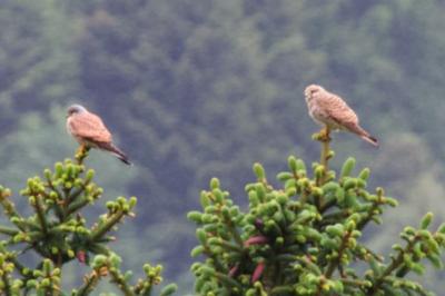 Faucon crécerelle