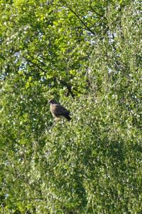 Buse variable